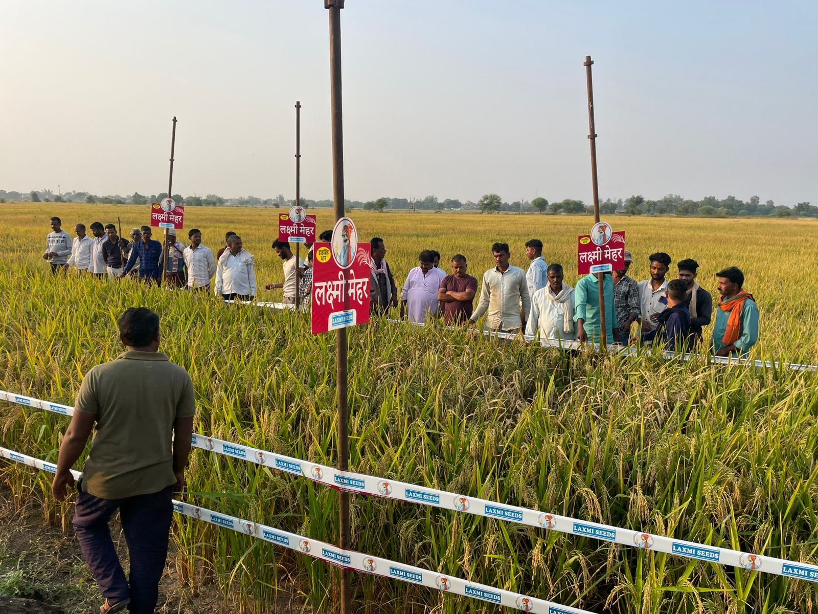 कम लागत, ज्यादा लाभ, लक्ष्मी मेहर धान की किस्म जो हर किसान की पहली पसंद बन रही है, जानिए क्यों
