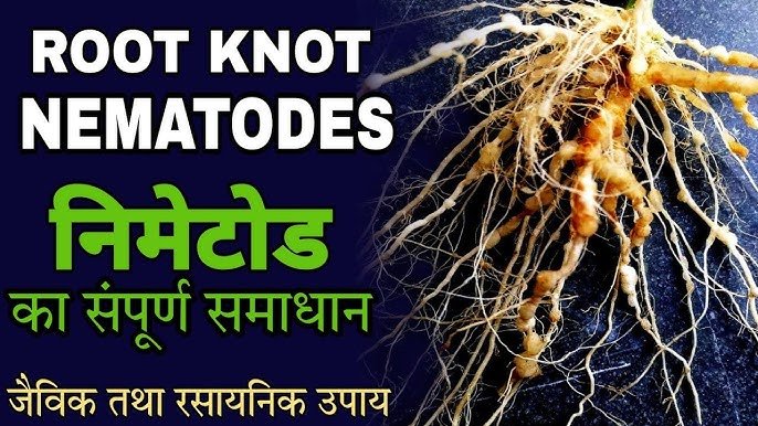 नीमेटोड से करें अपनी फसल की सुरक्षा, वेलम प्राइम से पाएं जबरदस्त पैदावार और मजबूत जड़ें नीमेटोड से करें अपनी फसल की सुरक्षा, वेलम प्राइम से पाएं जबरदस्त पैदावार और मजबूत जड़ें