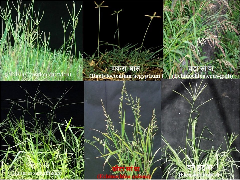 2025 में उपयोग होने वाली खरपतवार नाशक दवाइयों के नाम list, जानिए प्रमुख Herbicide के हिंदी नाम