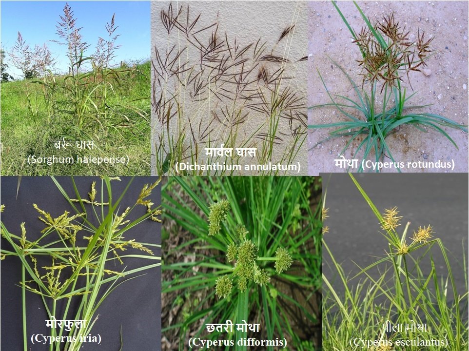2025 में उपयोग होने वाली खरपतवार नाशक दवाइयों के नाम list, जानिए प्रमुख Herbicide के हिंदी नाम