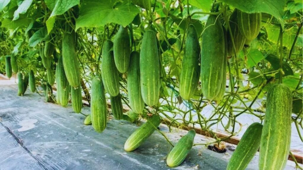 इन खीरे की वैरायटी ने बदल दी खेती की तस्वीर, किसान बना रहे हैं रिकॉर्ड मुनाफा