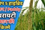 बायर कंपनी की टॉप 5 धान की किस्में, जो मध्यम अवधि में सबसे ज्यादा उत्पादन में आगे