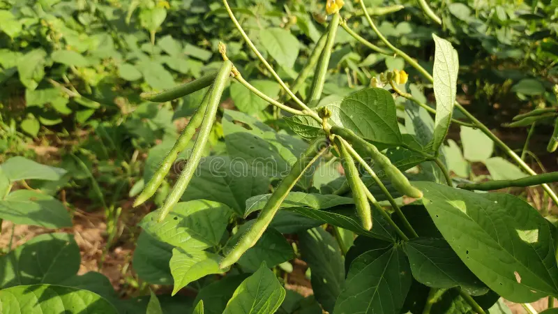 PDM 139 Moong Variety in Hindi, मूंग की उन्नत किस्म PDM-139: विशेषताएं, बुवाई विधि और उत्पादन क्षमता