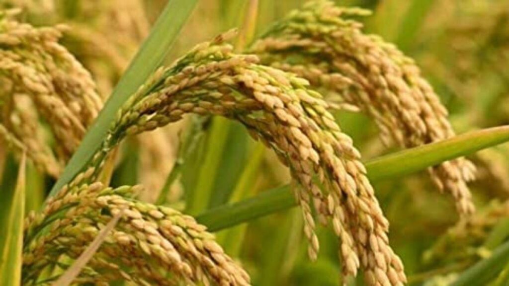 अगर आप मोटे धान की वैरायटी बोते हैं, तो ये 2 हाइब्रिड किस्में आपकी कमाई दोगुनी कर देंगी!