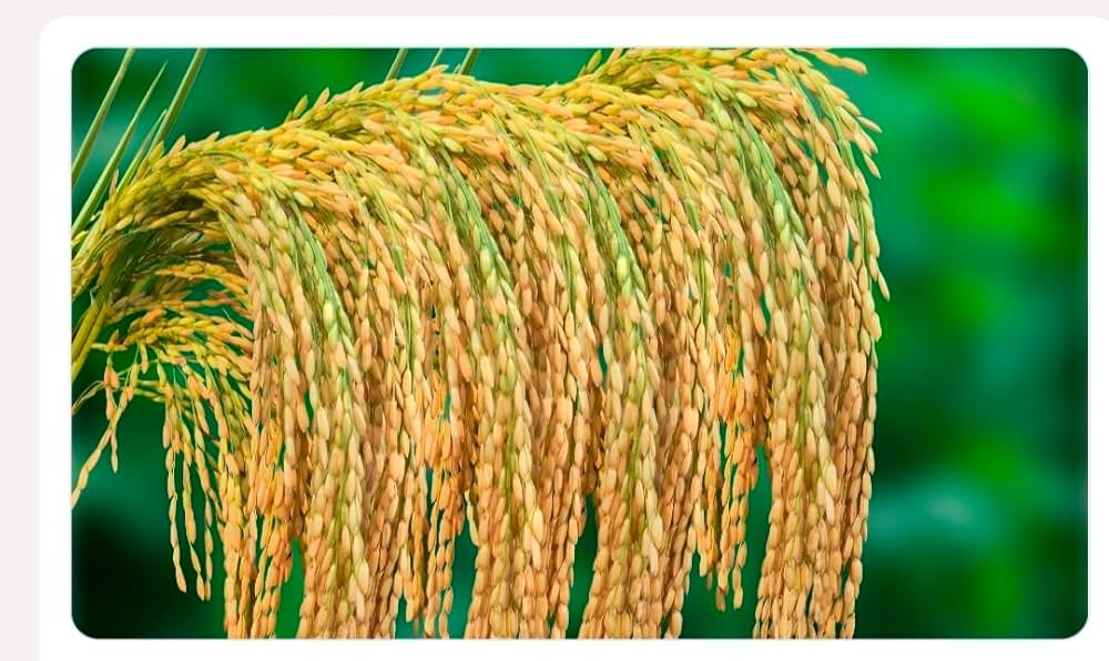 अगर आप मोटे धान की वैरायटी बोते हैं, तो ये 2 हाइब्रिड किस्में आपकी कमाई दोगुनी कर देंगी!