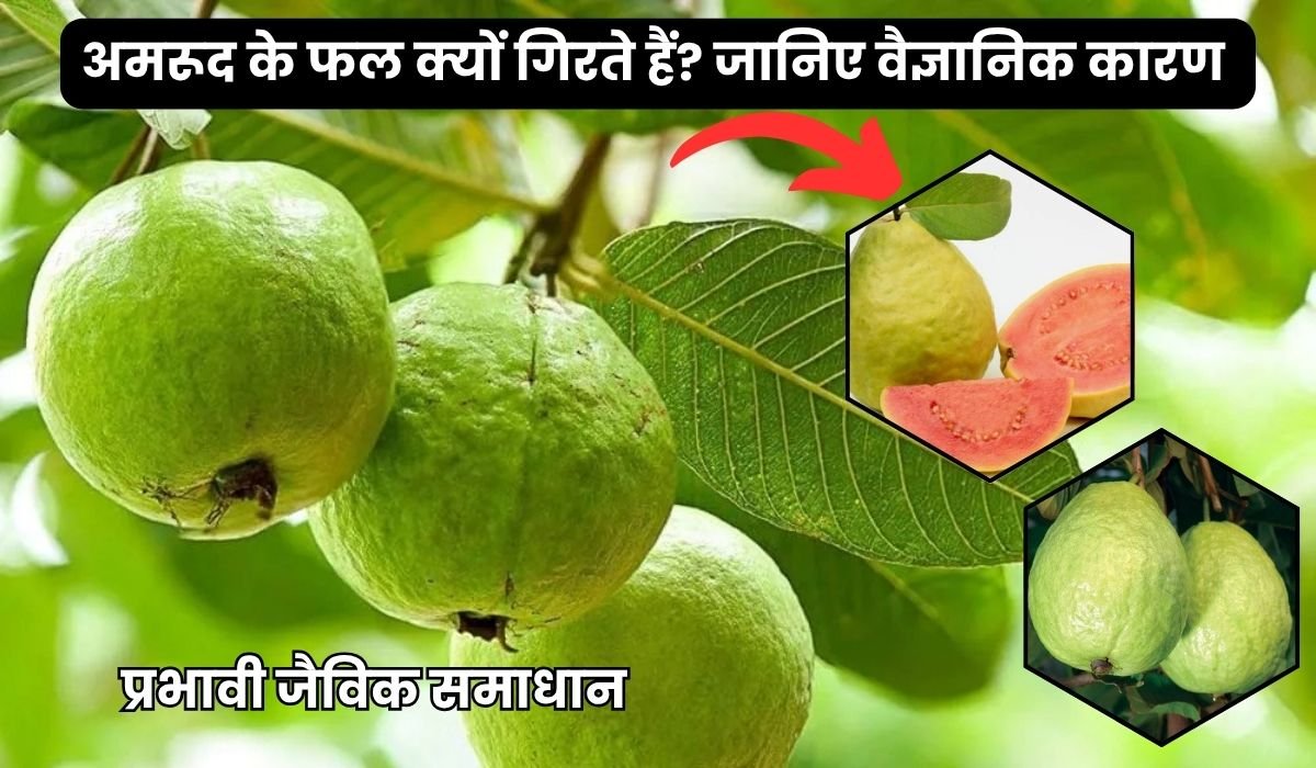 अमरूद के फल क्यों गिरते हैं? जानिए वैज्ञानिक कारण और प्रभावी जैविक समाधान, जिससे आपके पौधों पर लगेंगे भरपूर फल