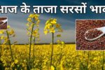 आज के ताजा सरसों भाव: सोलापुर, अकोला, जयपुर, दिल्ली समेत प्रमुख मंडियों के रेट जानिए