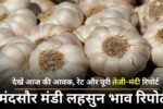 1 मई 2025 मंदसौर मंडी लहसुन भाव रिपोर्ट: देखें आज की आवक, रेट और पूरी तेजी-मंदी रिपोर्ट