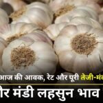 1 मई 2025 मंदसौर मंडी लहसुन भाव रिपोर्ट: देखें आज की आवक, रेट और पूरी तेजी-मंदी रिपोर्ट