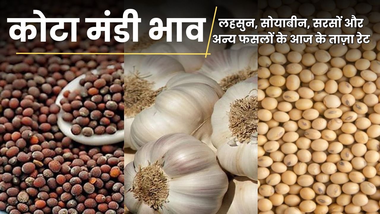 कोटा मंडी भाव 1 मई 2025: लहसुन, सोयाबीन, सरसों और अन्य फसलों के आज के ताज़ा रेट