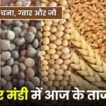 अलवर मंडी में आज के ताजा भाव: सरसों, गेहूं, चना, ग्वार और जौ के बाजार की पूरी जानकारी