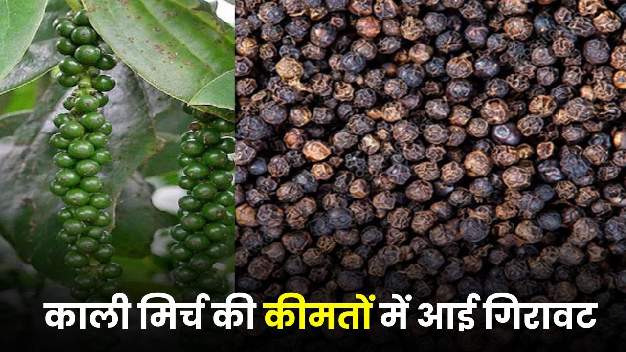 काली मिर्च की कीमतों में आई गिरावट, किसानों को बड़ा झटका