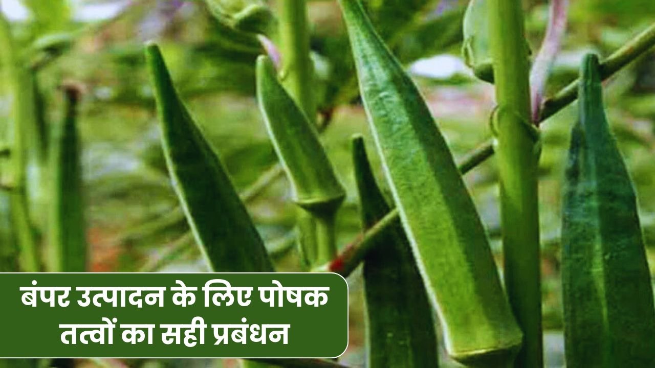 भिंडी की खेती में बंपर उत्पादन के लिए पोषक तत्वों का सही प्रबंधन, आसान और असरदार तरीके