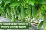 खीरे की खेती में बंपर उत्पादन के लिए टॉप 5 हाइब्रिड वैरायटी, कीमत, उत्पादन और विशेषताएं