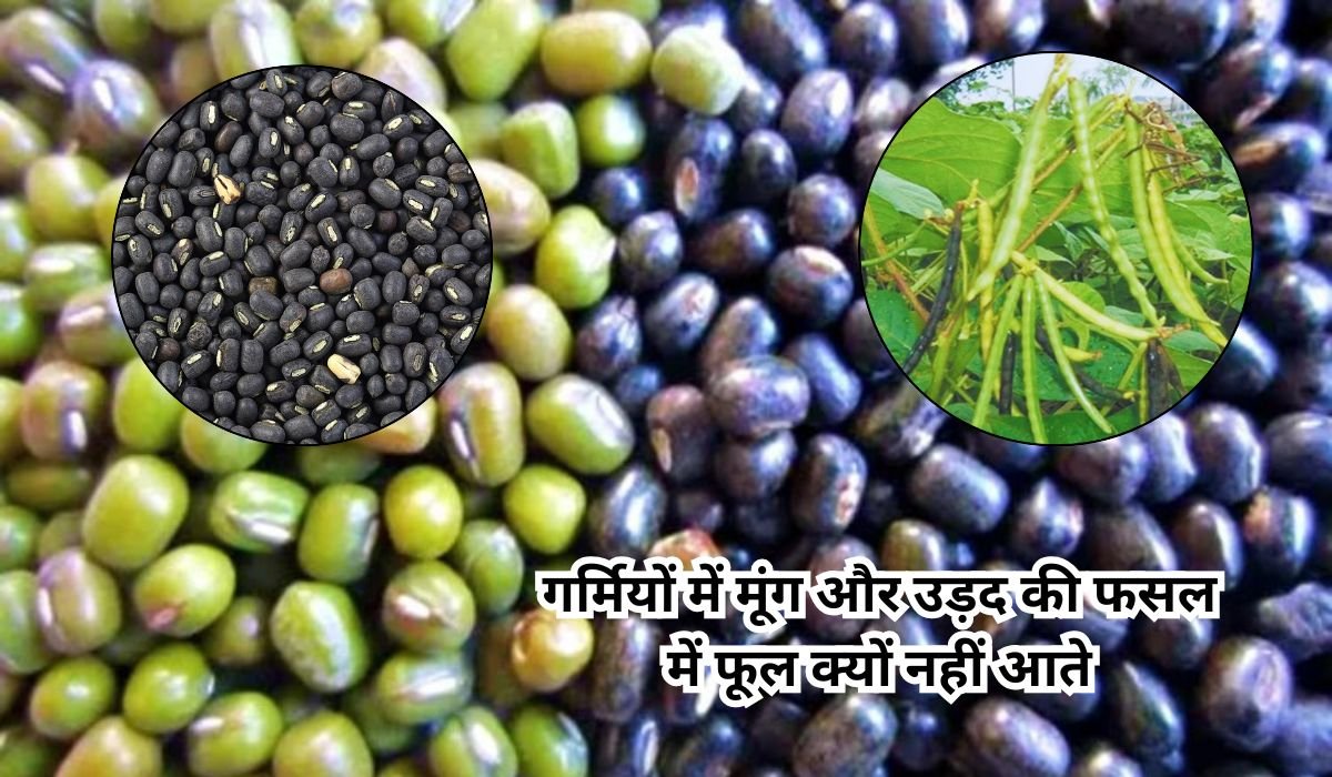 गर्मियों में मूंग और उड़द की फसल में फूल क्यों नहीं आते? जानिए कारण, समाधान और अधिक उत्पादन के वैज्ञानिक तरीके