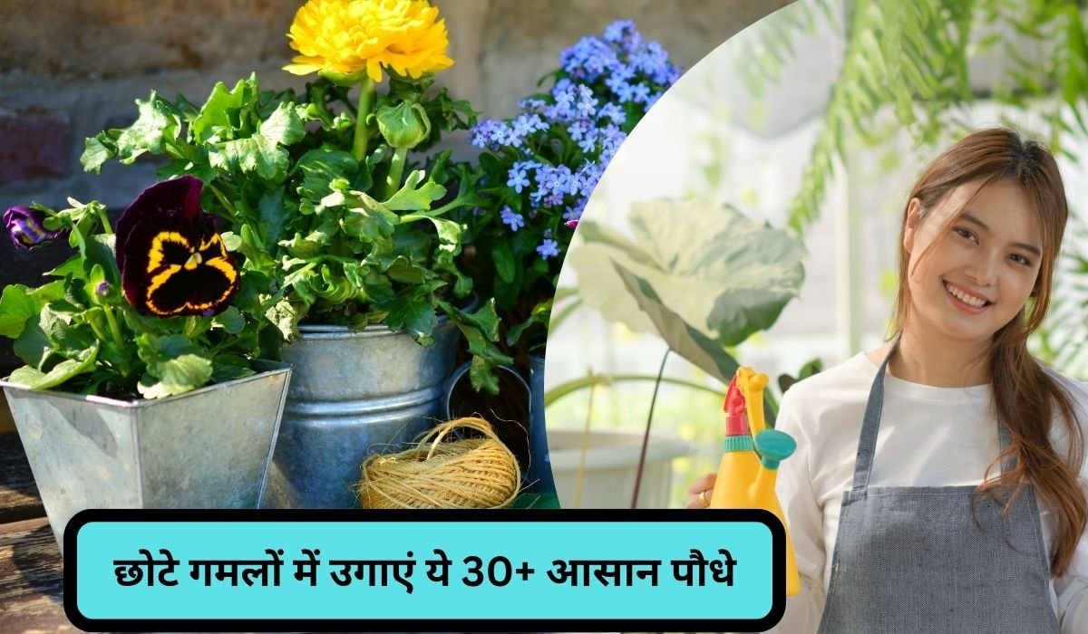 Gardening Tips: छोटे गमलों में उगाएं ये 30+ आसान पौधे, कम जगह में बागवानी का आनंद