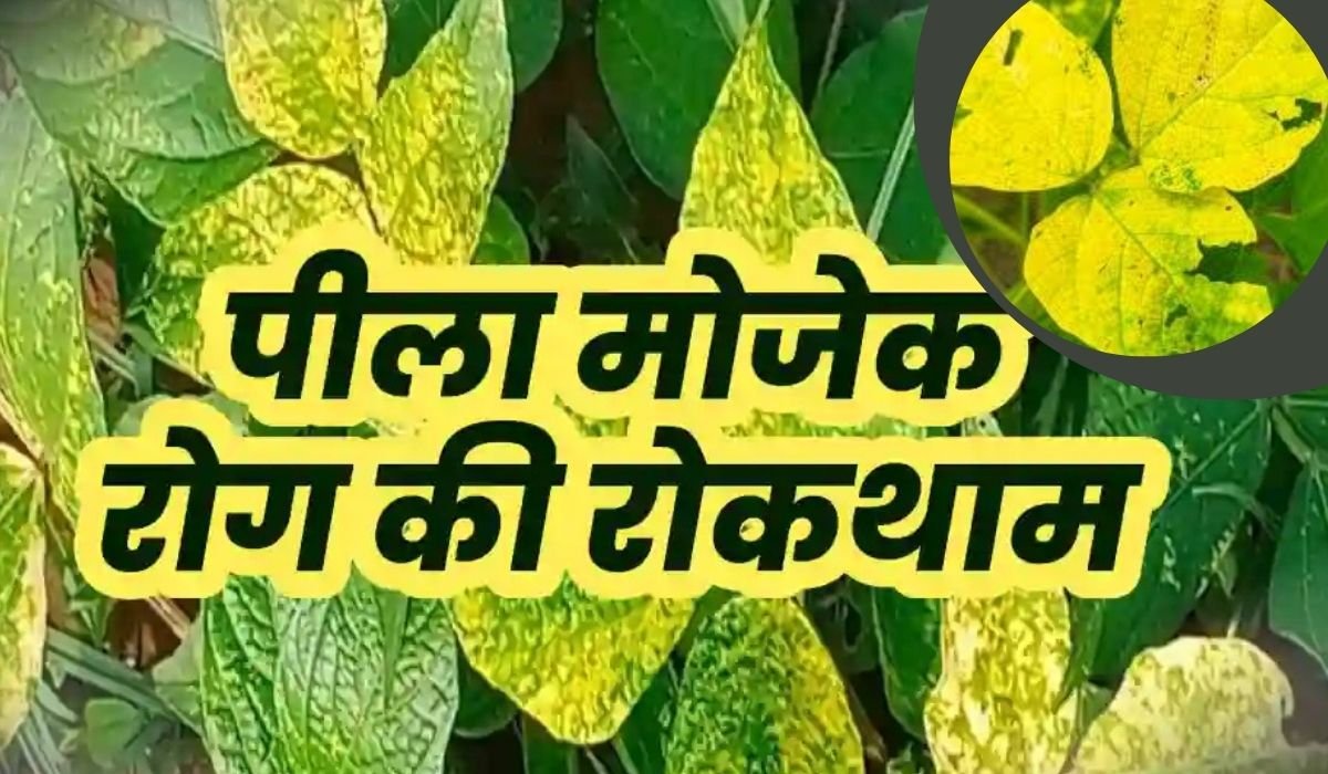 येलो मोजेक वायरस का जड़ से इलाज, मूंग और उड़द की फसल के लिए 100% रामबाण जैविक उपाय