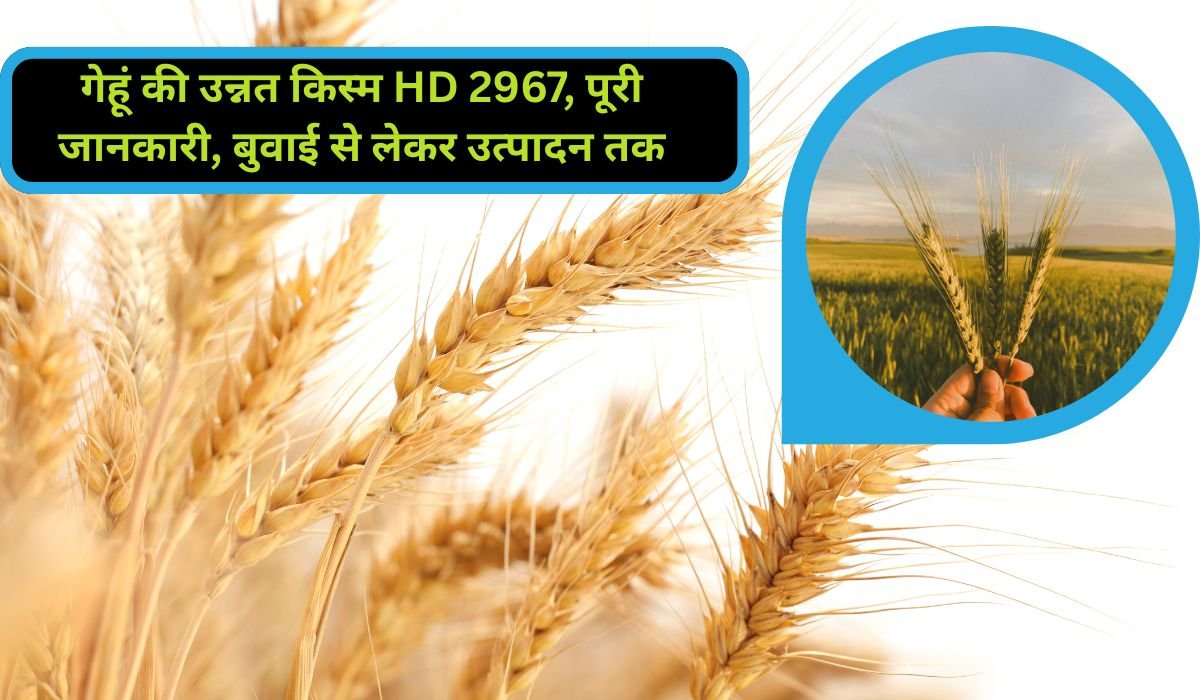 HD 2967 Wheat Variety Details- गेहूं की उन्नत किस्म HD 2967, पूरी जानकारी, बुवाई से लेकर उत्पादन तक