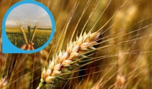 HD 2967 Wheat Variety Details- गेहूं की उन्नत किस्म HD 2967, पूरी जानकारी, बुवाई से लेकर उत्पादन तक