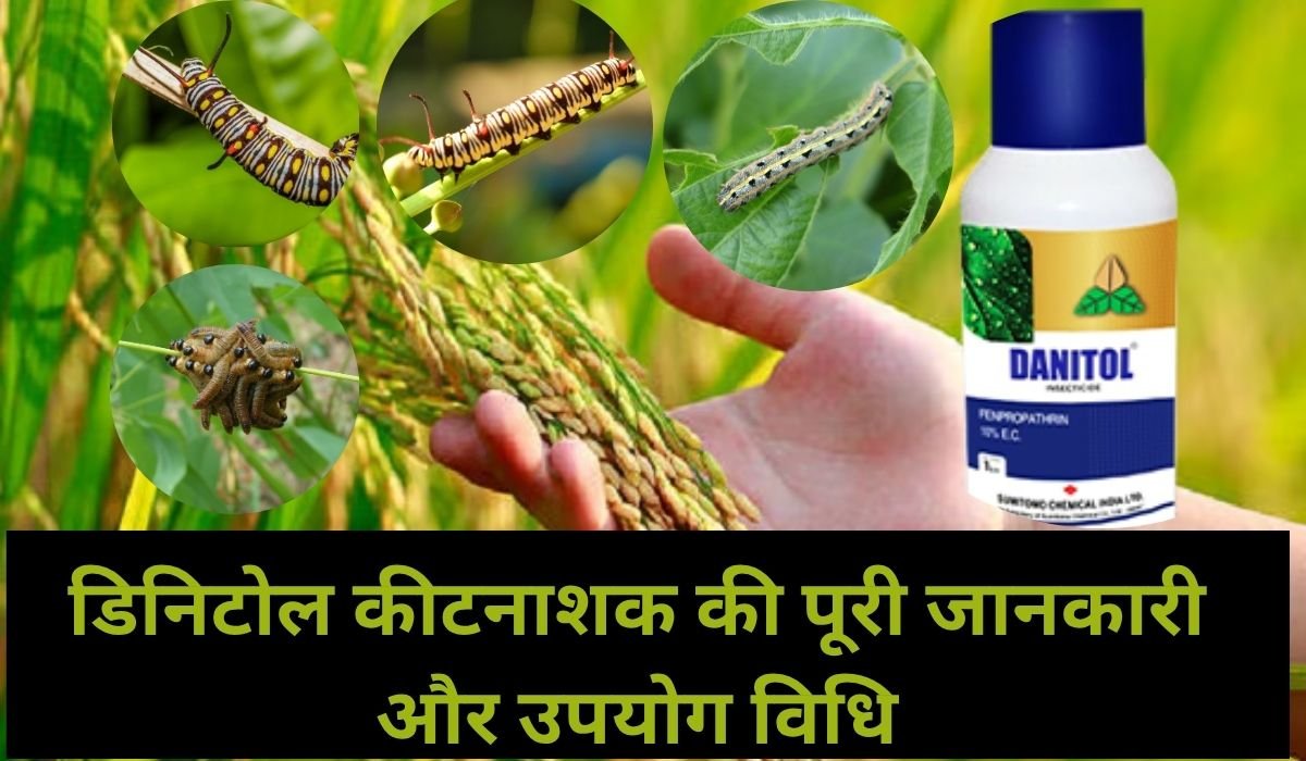 Danitol Insecticide Uses in Hindi, डिनिटोल कीटनाशक की पूरी जानकारी और उपयोग विधि