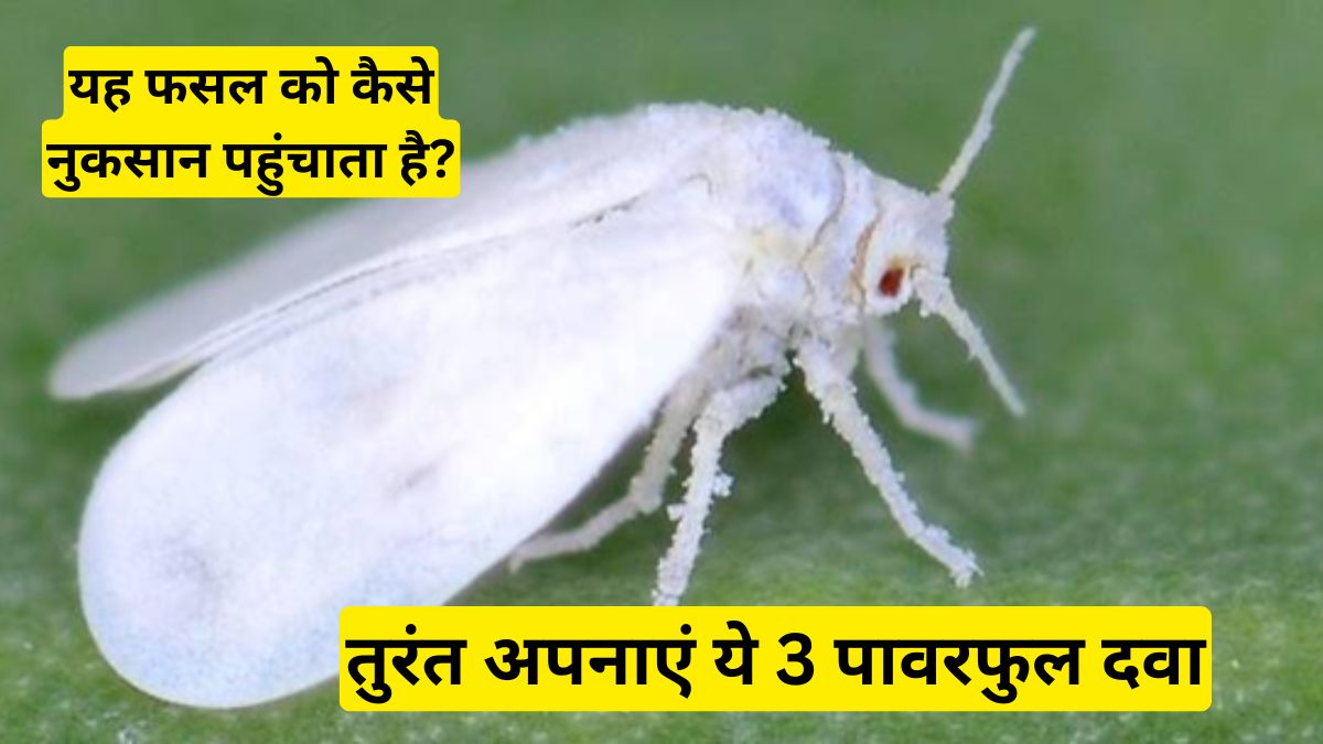 सफेद मच्छर दिखा तो समझो खतरा, तुरंत अपनाएं ये 3 पावरफुल दवा