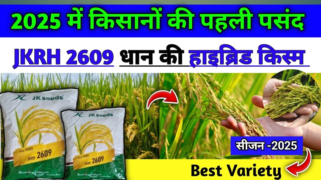 You are currently viewing JK RH 269: हाइब्रिड धान की बेहतरीन किस्म, शानदार उत्पादन और कम पानी में बेहतरीन फसल