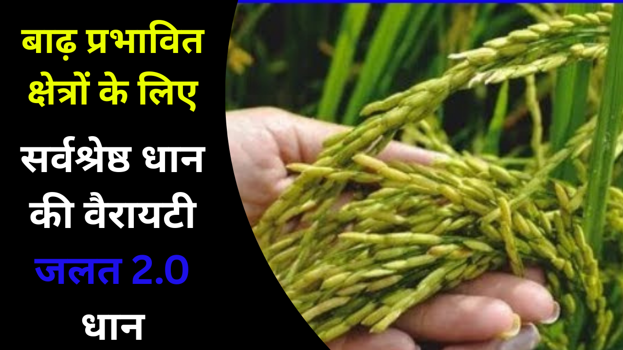 Read more about the article बाढ़ प्रभावित क्षेत्रों के लिए सर्वश्रेष्ठ धान की वैरायटी जलत 2.0 धान की पूरी जानकारी