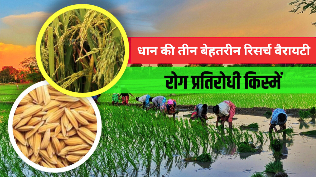 धान