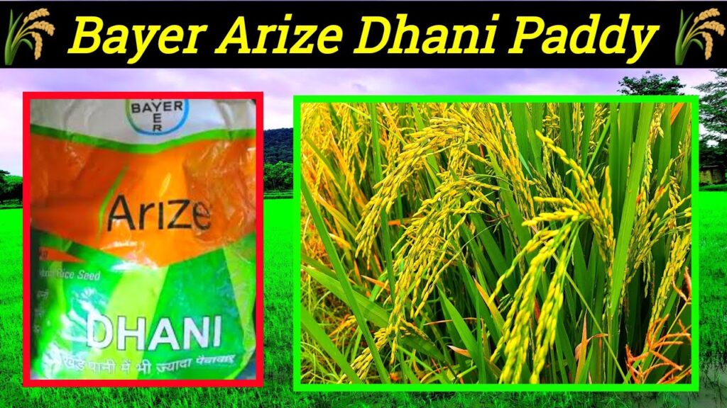 बायर कंपनी की टॉप 5 धान की किस्में, जो मध्यम अवधि में सबसे ज्यादा उत्पादन में आगे