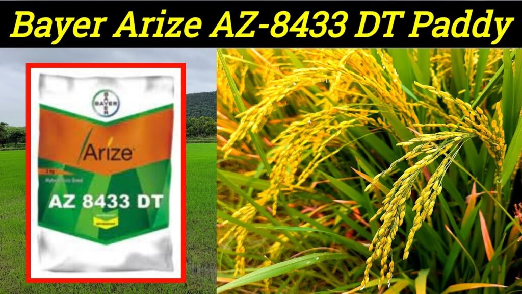 बायर कंपनी की टॉप 5 धान की किस्में, जो मध्यम अवधि में सबसे ज्यादा उत्पादन में आगे