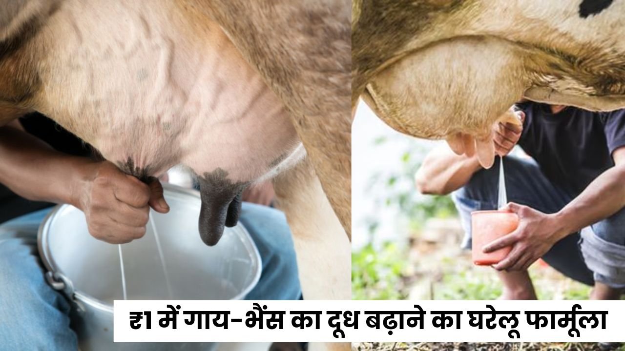 ₹1 में गाय-भैंस का दूध बढ़ाने का घरेलू फार्मूला, जानें पूरी प्रक्रिया और फायदे