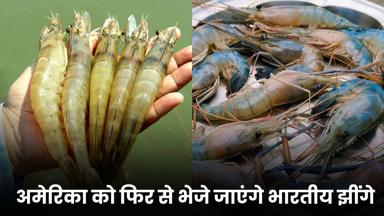 अमेरिका को फिर से भेजे जाएंगे भारतीय झींगे: टैरिफ में राहत से समुद्री उत्पादकों को बड़ी राहत