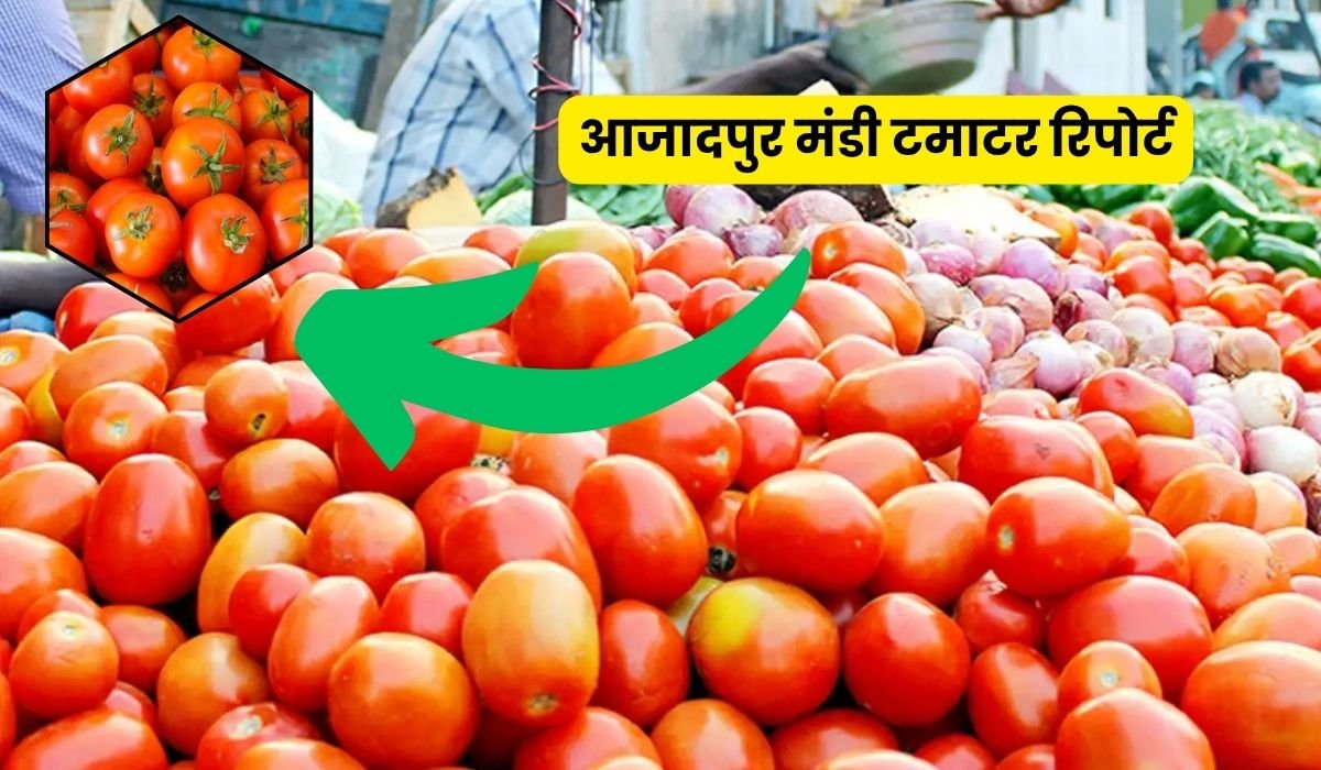 14 मई 2025 की आजादपुर मंडी टमाटर रिपोर्ट, आज के ताज़ा भाव, उठाव का माहौल