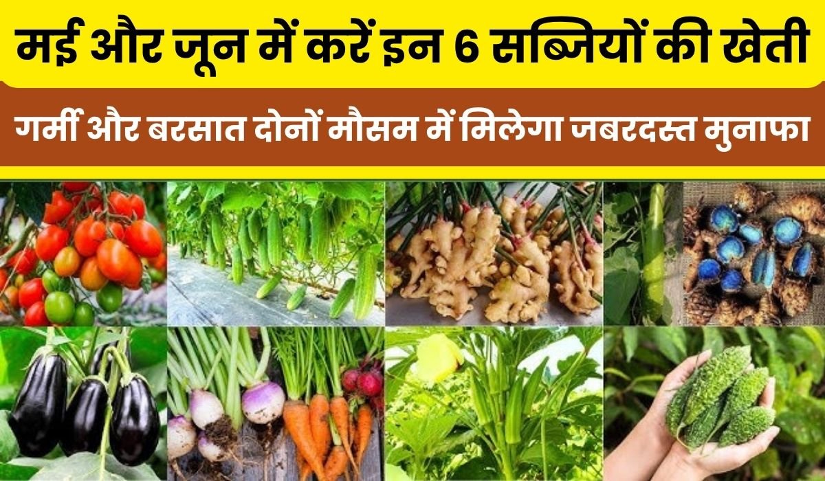 मई और जून में करें इन 6 सब्जियों की खेती, गर्मी और बरसात दोनों मौसम में मिलेगा जबरदस्त मुनाफा
