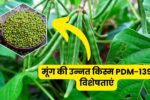 PDM 139 Moong Variety in Hindi, इस मूंग की किस्म ने किसानों की कमाई कर दी डबल