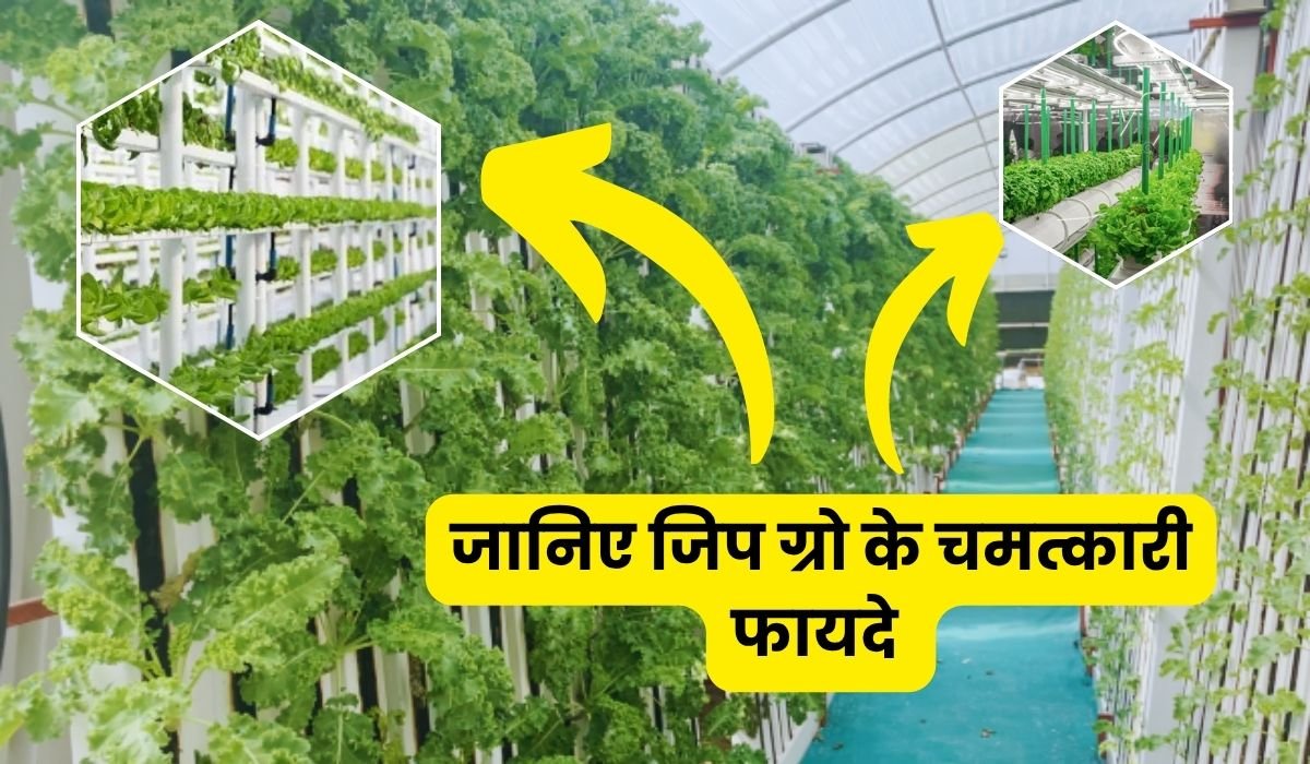 कम फल, कमजोर पौधा और फसल की धीमी ग्रोथ? जानिए जिप ग्रो के चमत्कारी फायदे और सही इस्तेमाल का तरीका