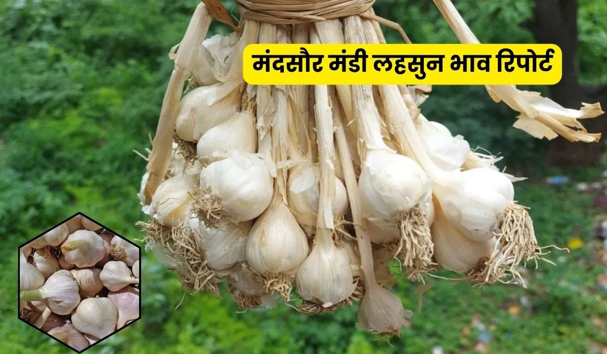 मंदसौर मंडी लहसुन भाव रिपोर्ट 14 मई 2025: जाने ताज़ा भाव, आवक और बाजार की चाल