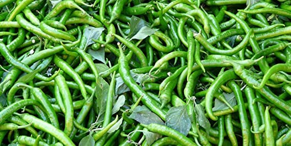 महिको नवतेज 319 F1 मिर्च: एक बार लगाइए, रिकॉर्ड तोड़ उत्पादन पाइए महिको नवतेज 319 F1 मिर्च एक बार लगाइए, रिकॉर्ड तोड़ उत्पादन पाइए