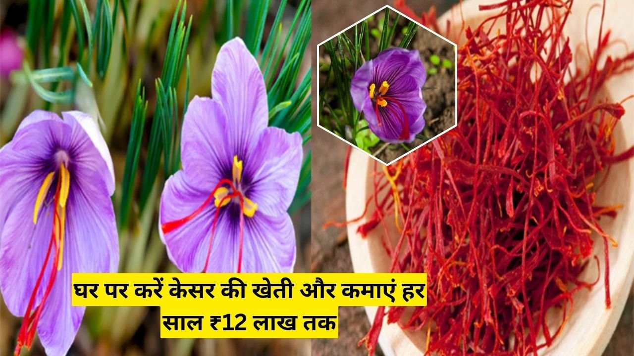 घर पर करें केसर की खेती और कमाएं हर साल ₹12 लाख तक, जानिए पूरी प्रक्रिया, लागत और मुनाफे का गणित