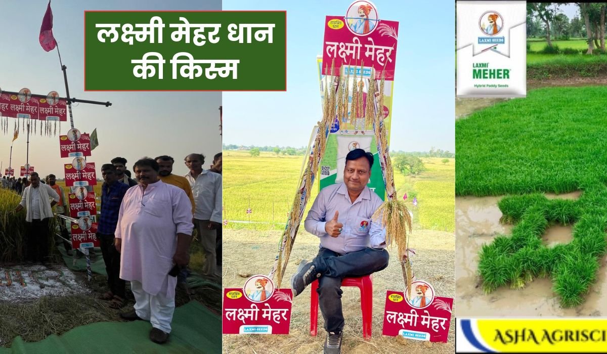 कम लागत, ज्यादा लाभ, लक्ष्मी मेहर धान की किस्म जो हर किसान की पहली पसंद बन रही है, जानिए क्यों