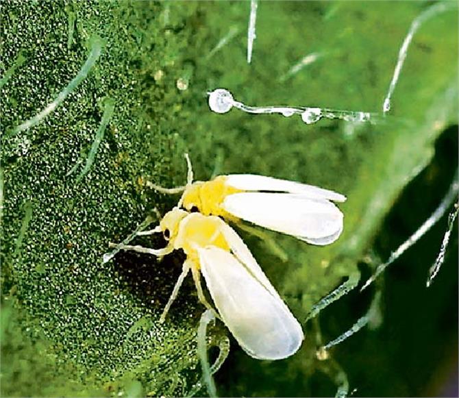 सफेद मच्छर दिखा तो समझो खतरा, तुरंत अपनाएं ये 3 पावरफुल दवा