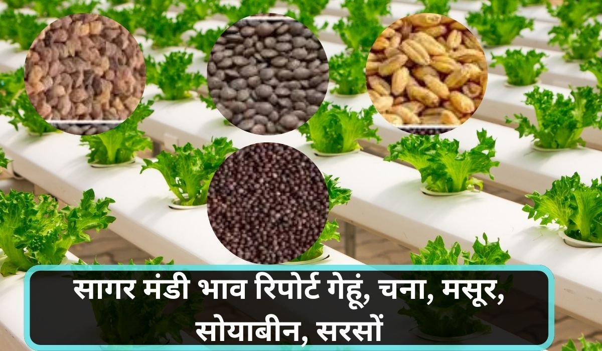 सागर मंडी भाव रिपोर्ट 17 मई 2025: गेहूं, चना, मसूर, सोयाबीन, सरसों