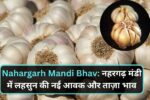 Nahargarh Mandi Bhav: नहरगढ़ मंडी में लहसुन की नई आवक और ताज़ा भाव