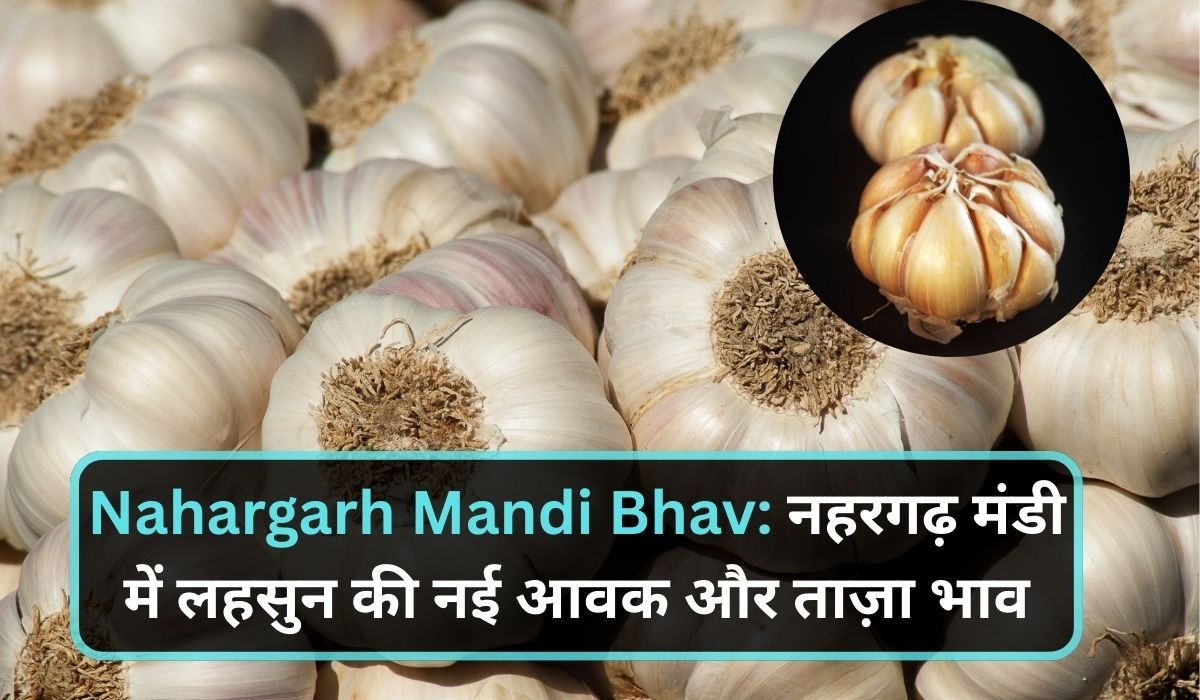 Nahargarh Mandi Bhav: नहरगढ़ मंडी में लहसुन की नई आवक और ताज़ा भाव