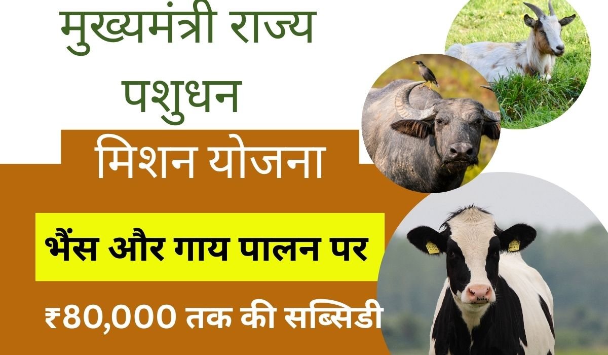 You are currently viewing मुख्यमंत्री राज्य पशुधन मिशन योजना 2025, भैंस और गाय पालन पर ₹80,000 तक की सब्सिडी पाएं