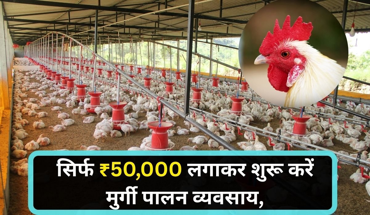 गांव में सिर्फ ₹50,000 लगाकर शुरू करें मुर्गी पालन व्यवसाय, जानिए सब्सिडी, नस्लें और मुनाफे का पूरा प्लान