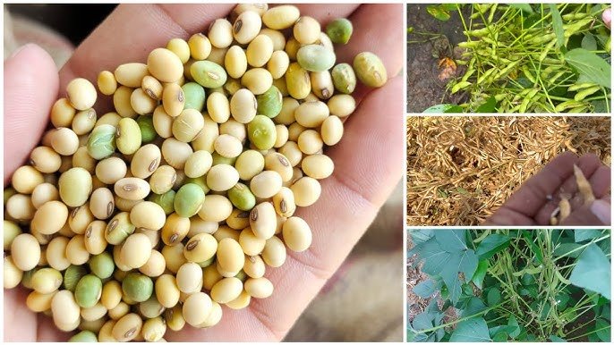 कम लागत में अधिक उत्पादन के लिए अपनाएं सोयाबीन की खेती के ये स्मार्ट तरीके