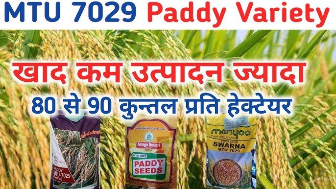 You are currently viewing MTU 7029 (स्वर्णा) धान की खेती: जानिए उच्च उत्पादन, कम रोग और मजबूत दानों वाली सबसे भरोसेमंद वैरायटी