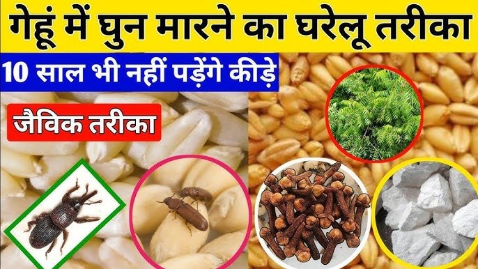 You are currently viewing गेहूं का सुरक्षित भंडारण कैसे करें, बिना कीड़े और घुन के 10 साल तक गेहूं को स्टोर करने के 100% जैविक तरीके