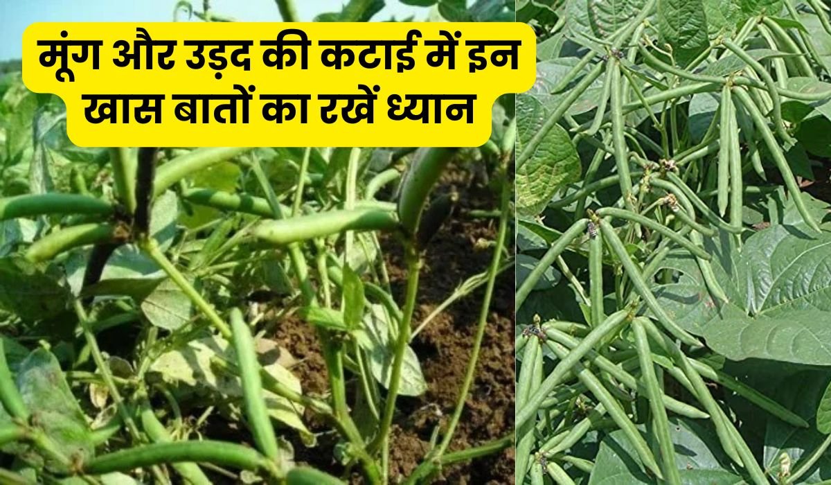 मूंग और उड़द की कटाई में इन खास बातों का रखें ध्यान: उत्पादन और गुणवत्ता दोनों बढ़ेगी